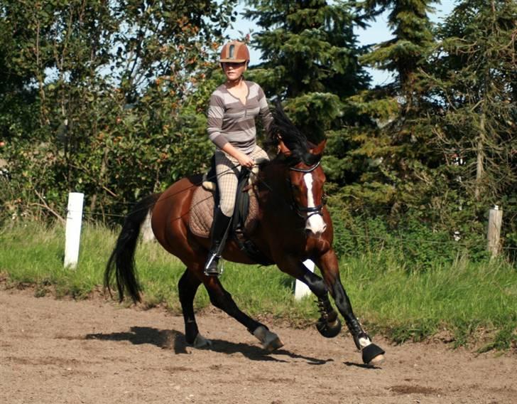 Welsh Cob (sec D) LINDBERG NOBLEMAN SOLGT - Galop :b - taget af Sif Tetens billede 13