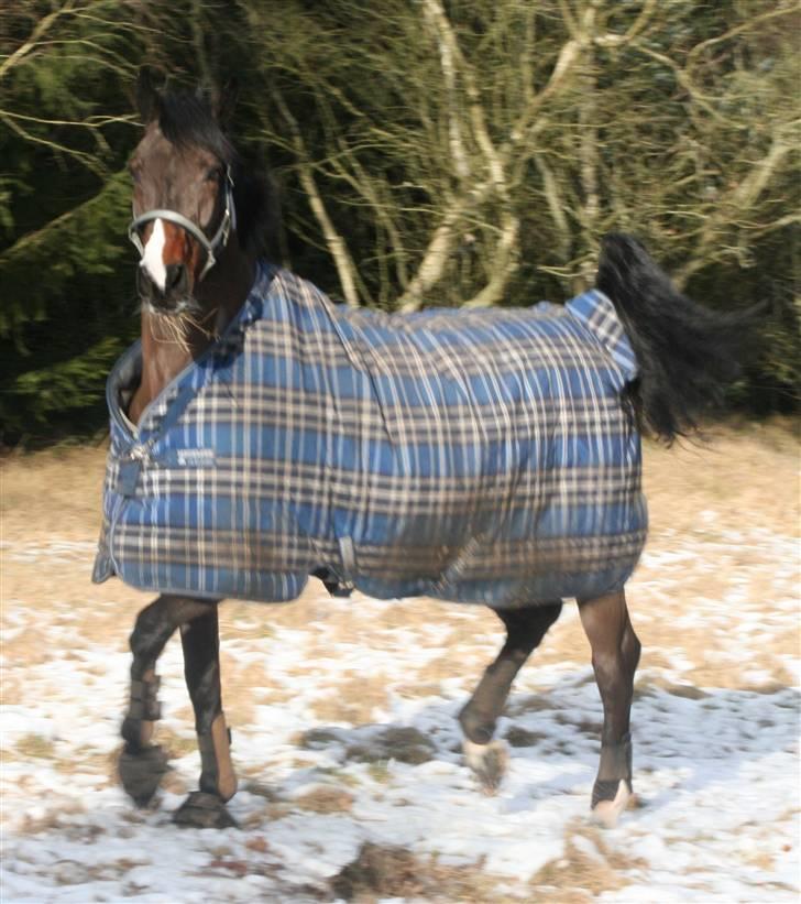 Anden særlig race Monark - A-hest i dressur - Stjernen på fold :-) Foto Sara Pakula billede 17