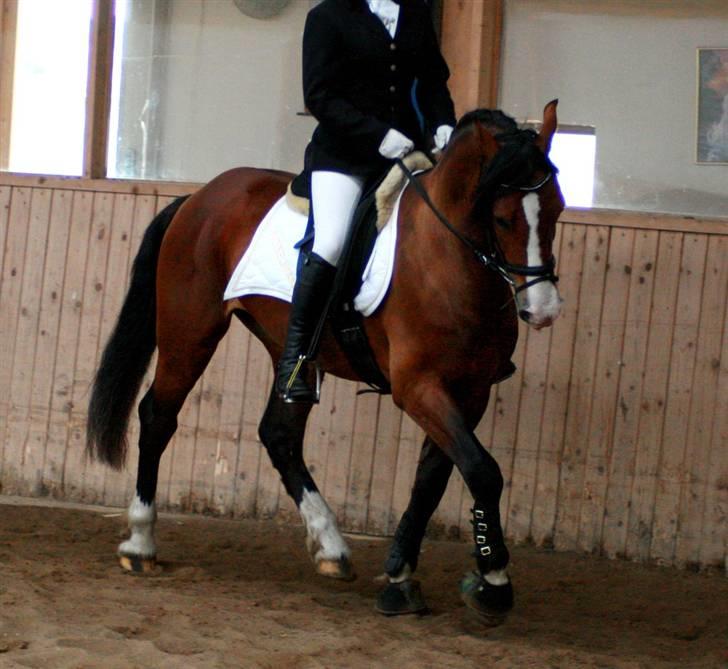 Welsh Cob (sec D) LINDBERG NOBLEMAN SOLGT - Til stævne i SVEJ :) - taget af Sif Tetens billede 17