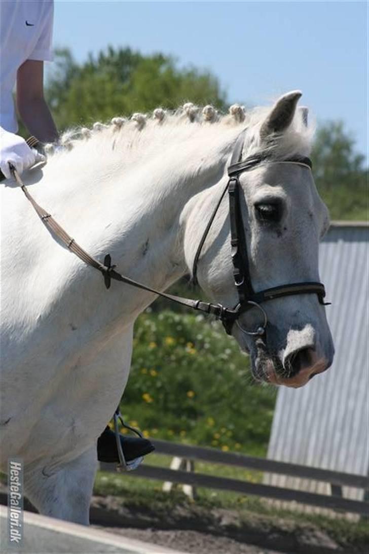Anden særlig race Hugo (tidl. passer)  - Smukke pony    taget af ©AM-foto billede 9