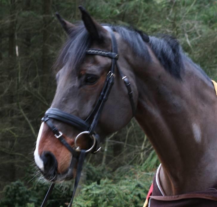 Anden særlig race Monark - A-hest i dressur - Min smukke dreng i skoven! Foto: Sara Pakula billede 18