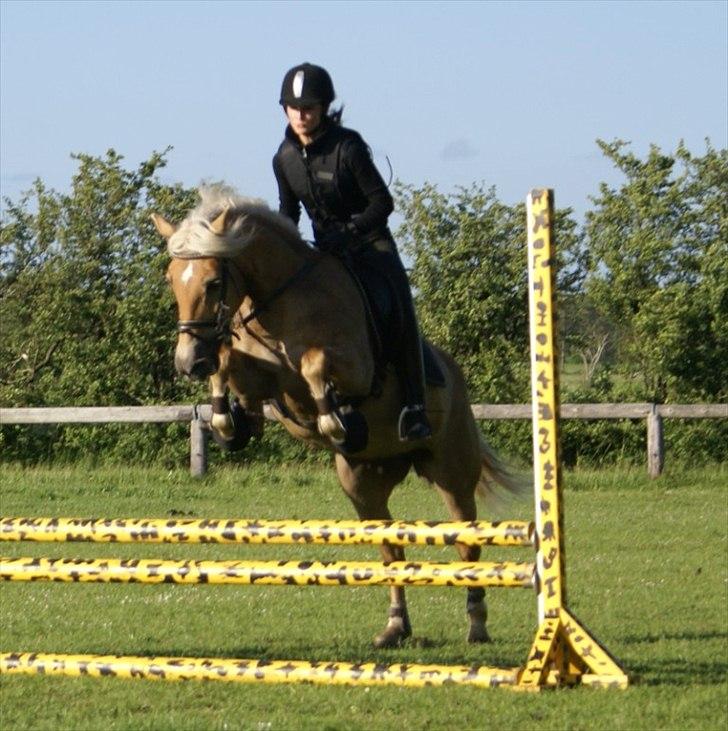 Tyroler Haflinger Morella - Nr. 3 VI KAN OGSÅ SPRINGE! :D Sommer 2010 billede 3