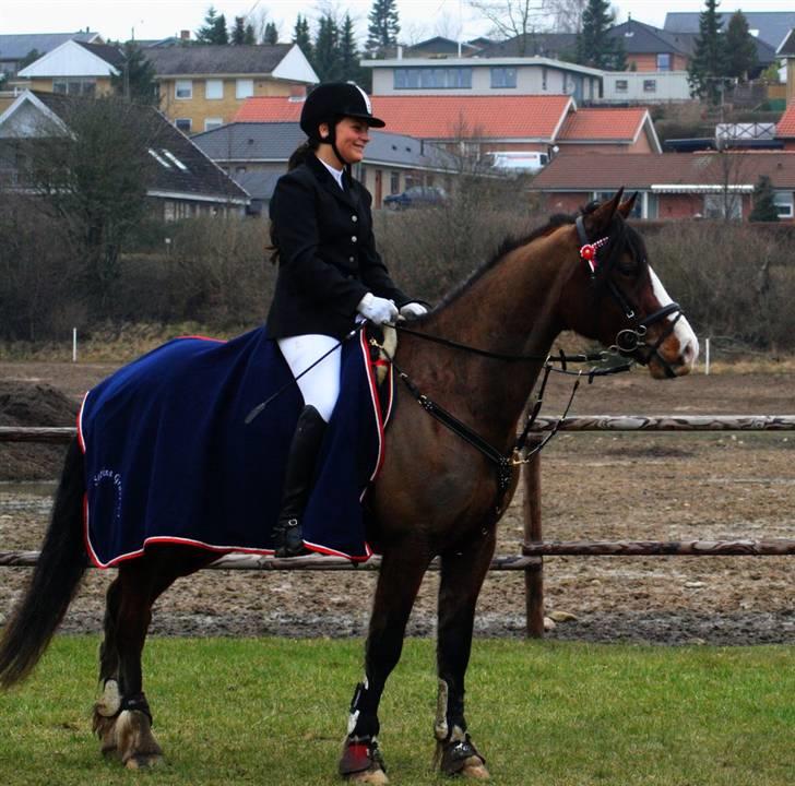 Welsh Cob (sec D) LINDBERG NOBLEMAN SOLGT - Stævne i Stevnstrup :) billede 18