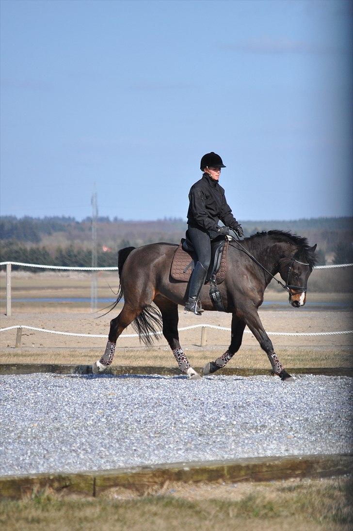 Anden særlig race Monark - A-hest i dressur - Traver af :) Foto: Kathrine Helt billede 19