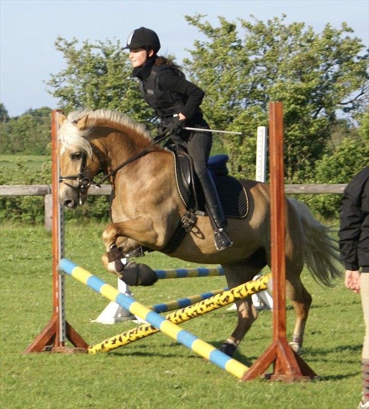Tyroler Haflinger Morella - Nr. 5 billede 5