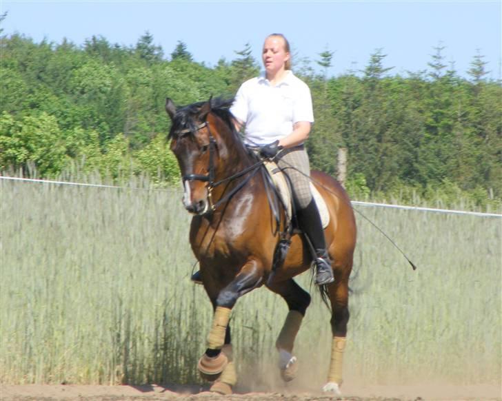 Anden særlig race Monark - A-hest i dressur - Dejlig passage-billede :-) Foto: Karen TT :-) billede 20