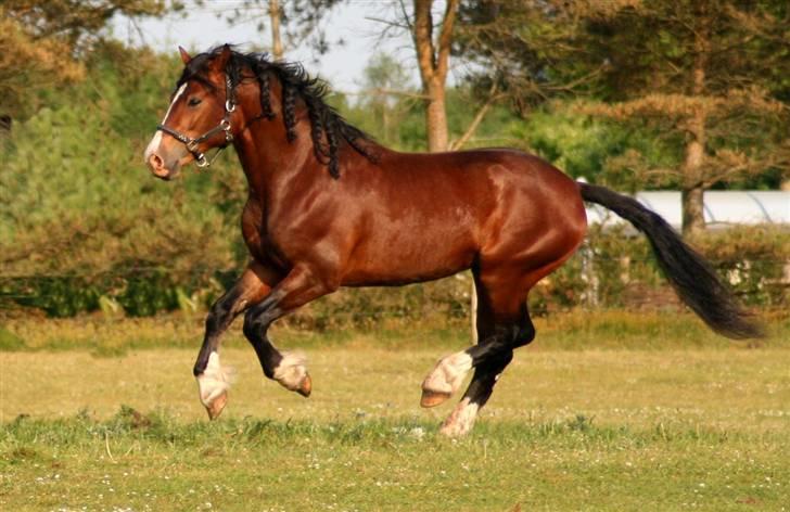 Welsh Cob (sec D) LINDBERG NOBLEMAN SOLGT - Sjov på folden xD - taget af Sif Tetens billede 19