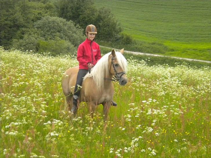 Tyroler Haflinger Morella - Nr. 7. Dejlig sommertur uden sadel 18. Juni 2010 billede 7