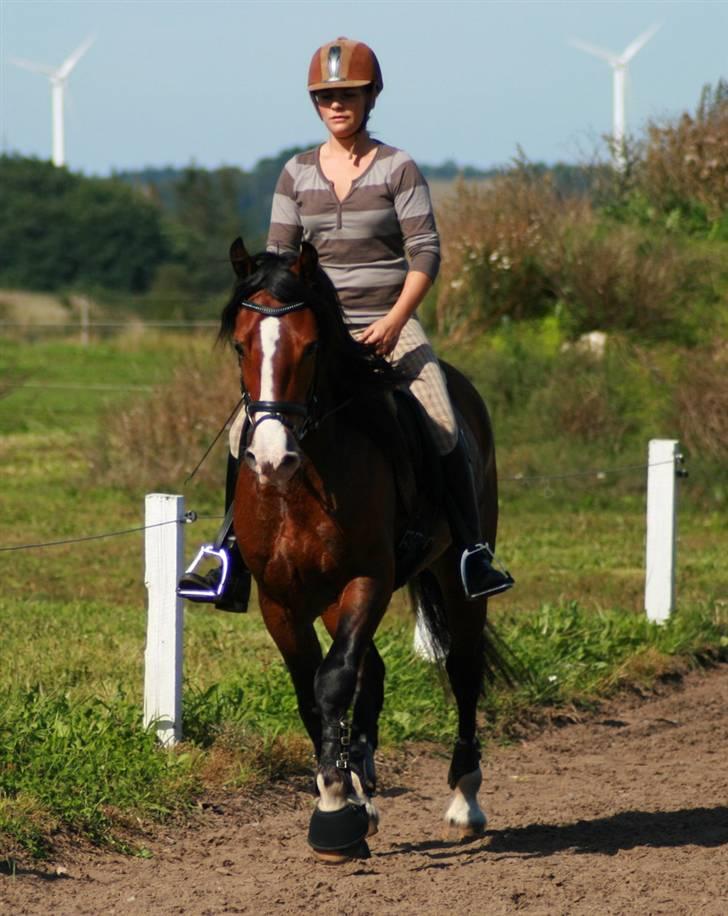 Welsh Cob (sec D) LINDBERG NOBLEMAN SOLGT - Trav :b - taget af Sif Tetens billede 20