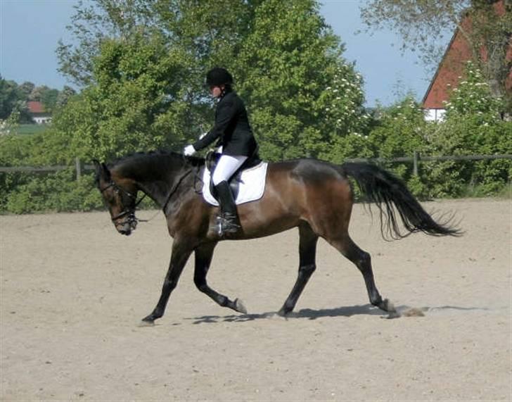 Oldenborg schousboes rasmus  billede 17