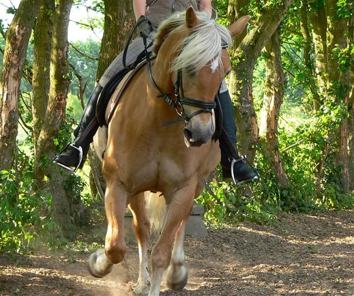 Tyroler Haflinger Morella - Nr. 8. Træning 3. Juni 2008 billede 8