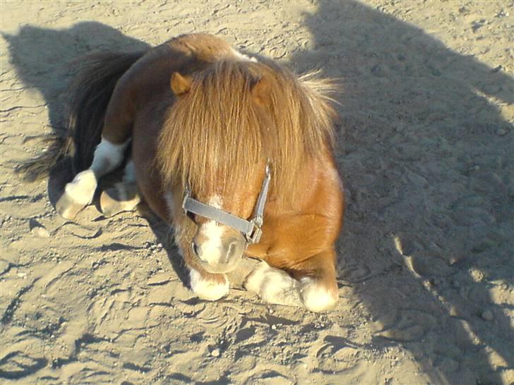 Shetlænder Patrick - Palle der tager en slapper på folden (:  billede 11