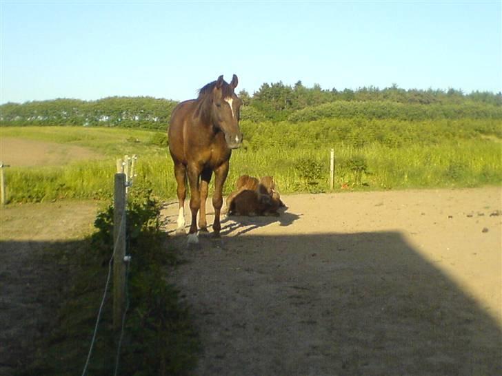 Shetlænder Patrick - Monet passer på os, så vi skal ikke være bange for nogle træder på os. billede 12