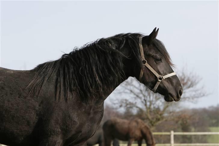 Frieser Tamara Ellemose - Vinter 2008 billede 2