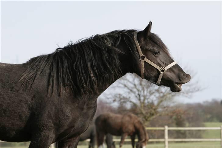 Frieser Tamara Ellemose - Vinter 2008 billede 3