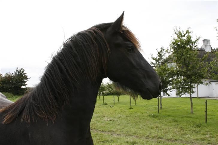 Frieser Tamara Ellemose billede 5