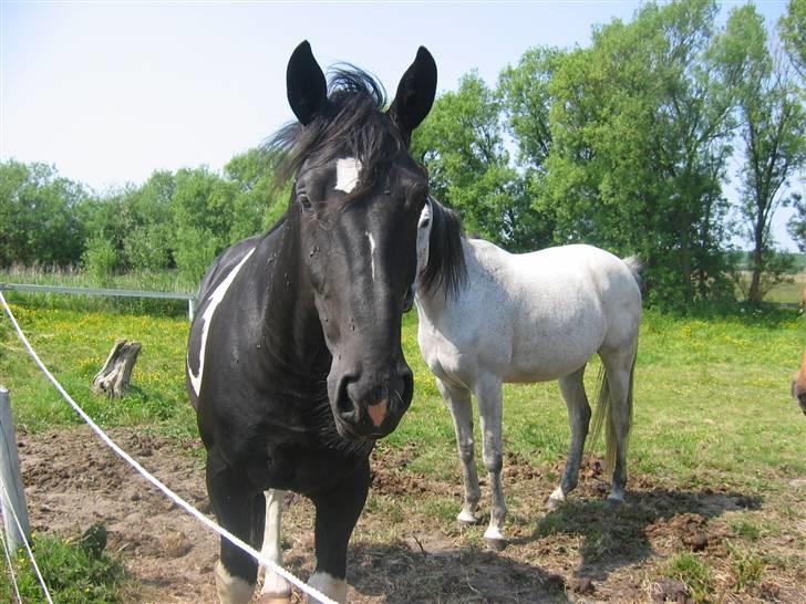 Pinto Hingst Hjalman af korup  billede 10