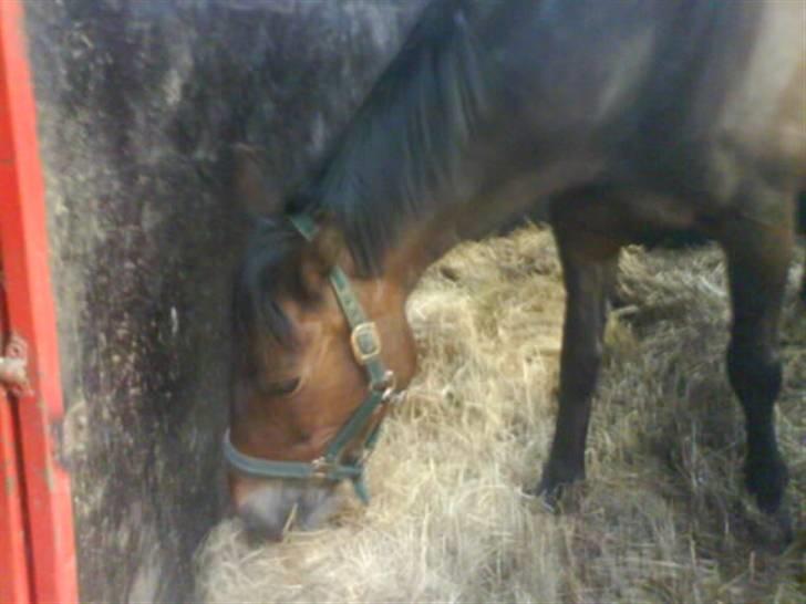 Oldenborg Cirkeline *Solgt* billede 19