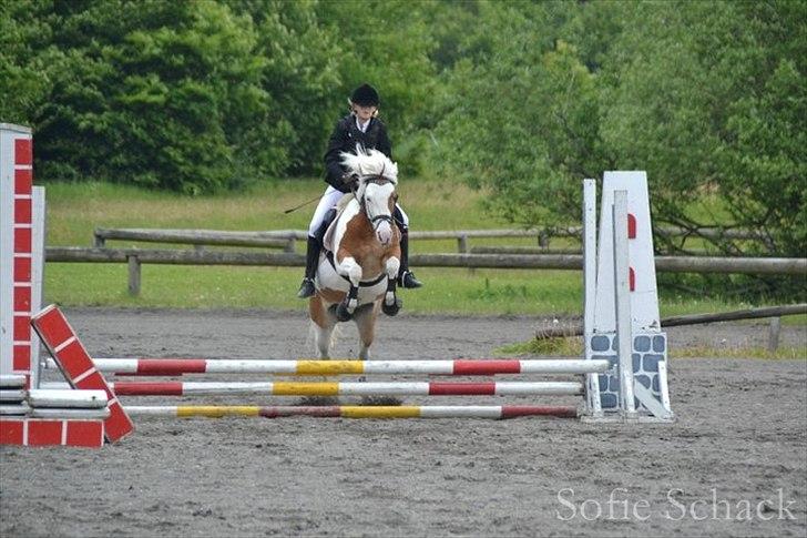 Pinto Flicka - »Stævne den 27 maj (-: billede 5