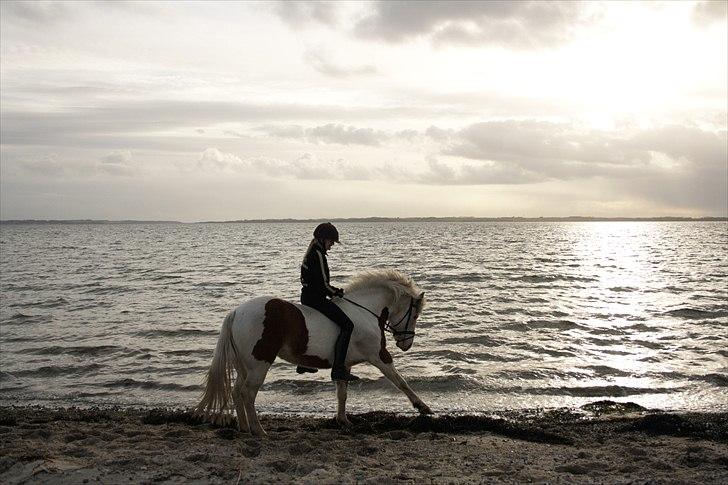 Pinto Flicka - »På ridelejre i Farså, ude ved stranden! (:´ billede 6
