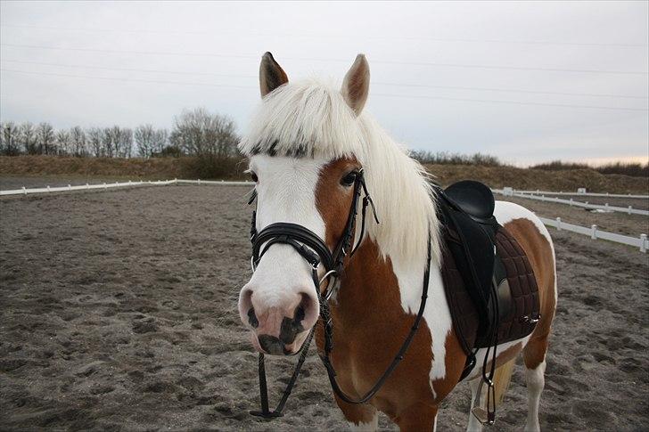 Pinto Flicka - »Nuuuuh du sød SKATTEBASSE! :-* <3 billede 8