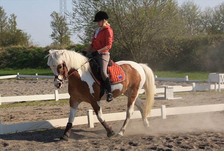 Pinto Flicka - »Taget af: Sofie Schack :-) - en skøn dag. billede 10