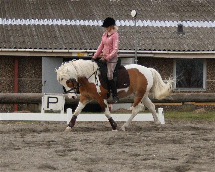 Pinto Flicka - »Træning en dag :-) <3 billede 11