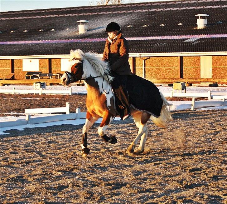 Pinto Flicka - »Den dejligeste galop :-* <3<3 billede 12