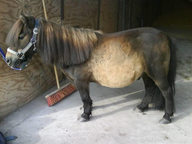 Shetlænder Laban billede 9