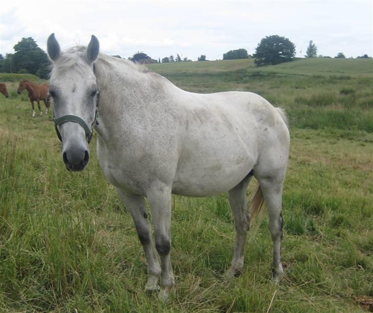 Anden særlig race Dos  - Dos´<3 2007 billede 15