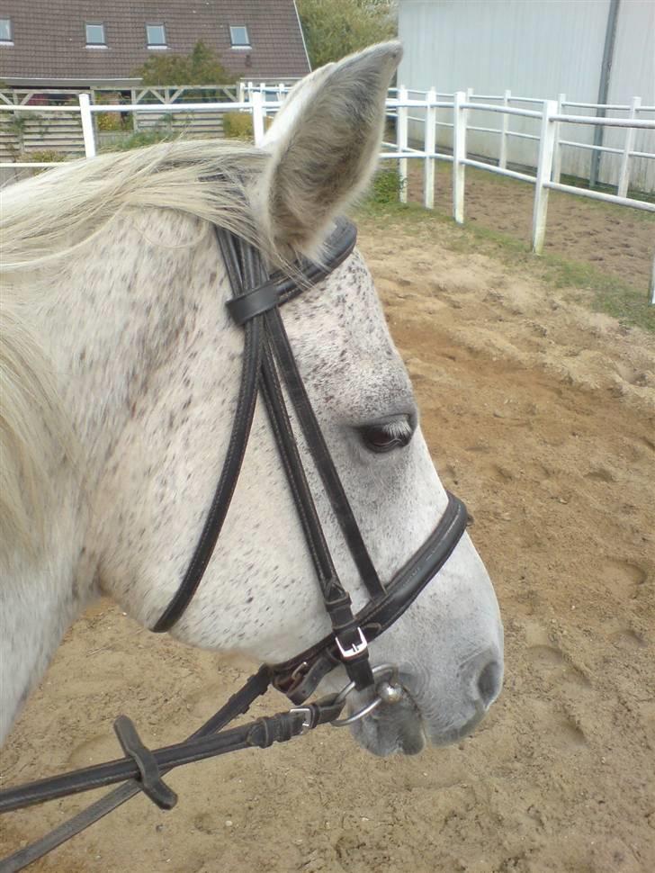 Anden særlig race Dos  - Skøre Dos´<33 2007 billede 17