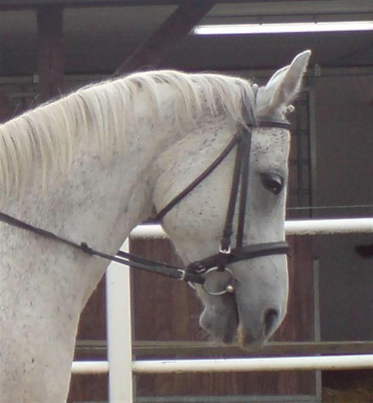 Anden særlig race Dos  - Dos´<33 2007 billede 19