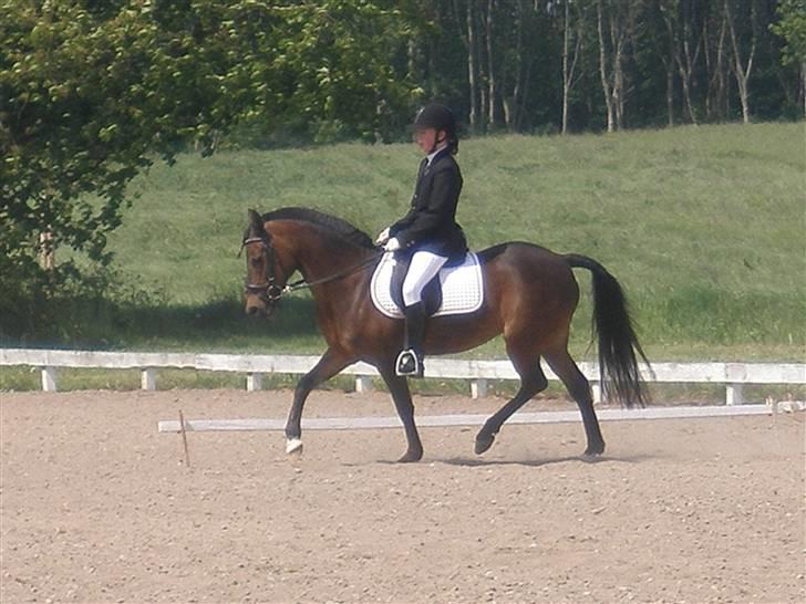 Anden særlig race Tamara *solgt* billede 1