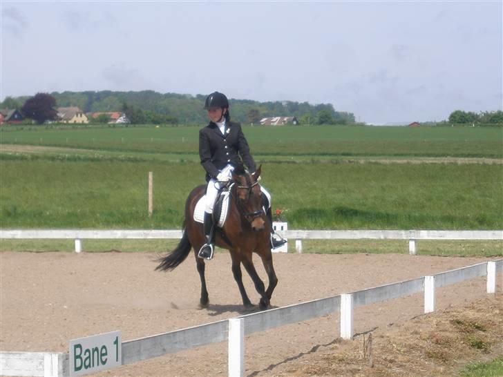 Anden særlig race Tamara *solgt* billede 6