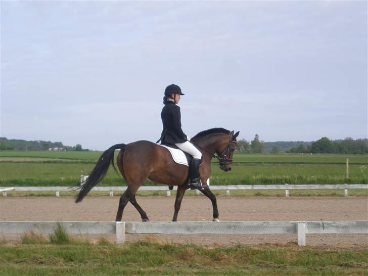 Anden særlig race Tamara *solgt* billede 7