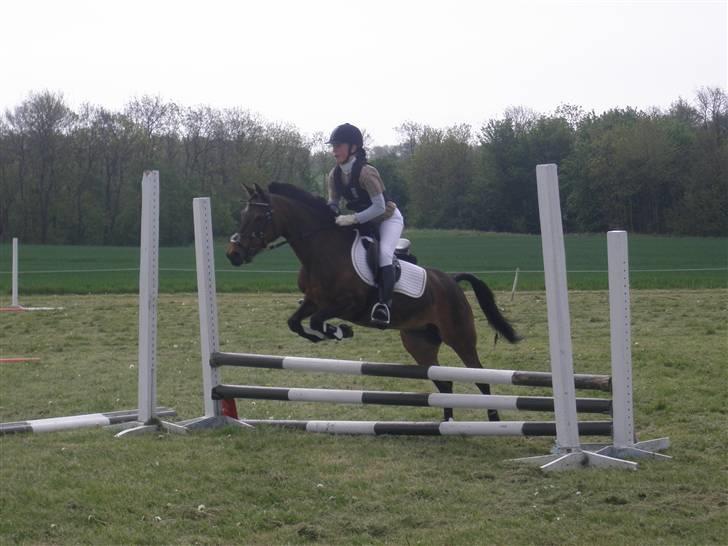 Anden særlig race Tamara *solgt* billede 8