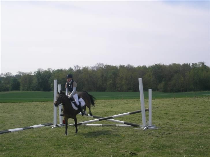 Anden særlig race Tamara *solgt* billede 9