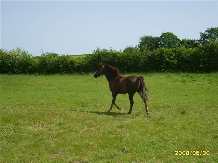 DSP Alibaba (SOLGT) billede 6