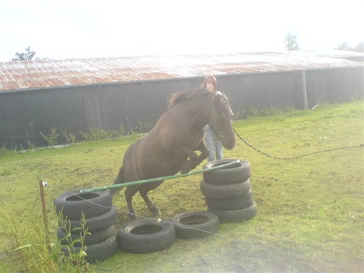 Anden særlig race Tarzan  - Du den smukkeste stjerne på himlen, og jeg ved du sidder der oppe og passer på mig♥ billede 10