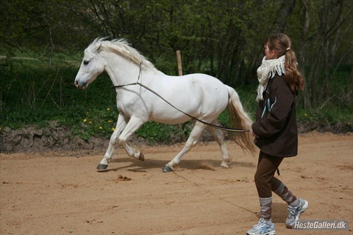 Welsh Pony (sec B) Kruchovs Dondey - 11 Maj 2010.  billede 15