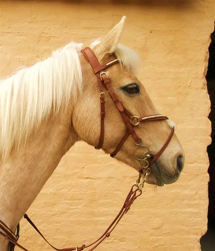 Palomino Bornhorse Pelle billede 9