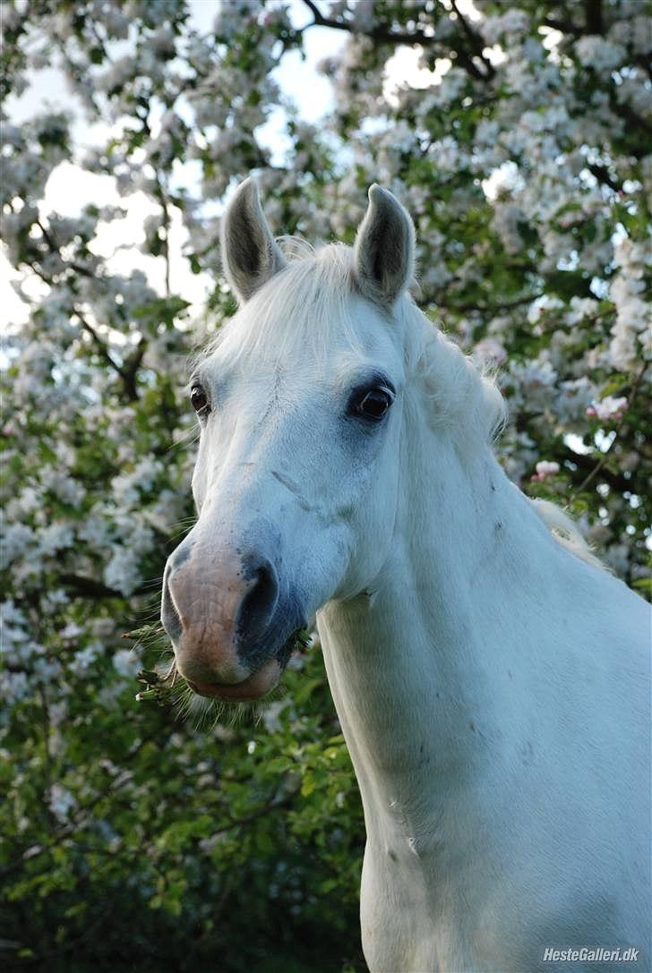 Welsh Pony (sec B) Kruchovs Dondey billede 17