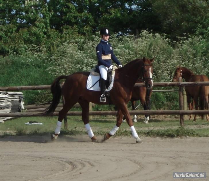 Dansk Varmblod Emos <3 <3 <3 <3 <3 - 7# Mig og Emos I KOOR .. Foto : Malene (L) <3 billede 7