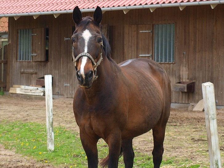 Dansk Varmblod Shetan - Smukke Shetan - Sidste sommer hos os  billede 1