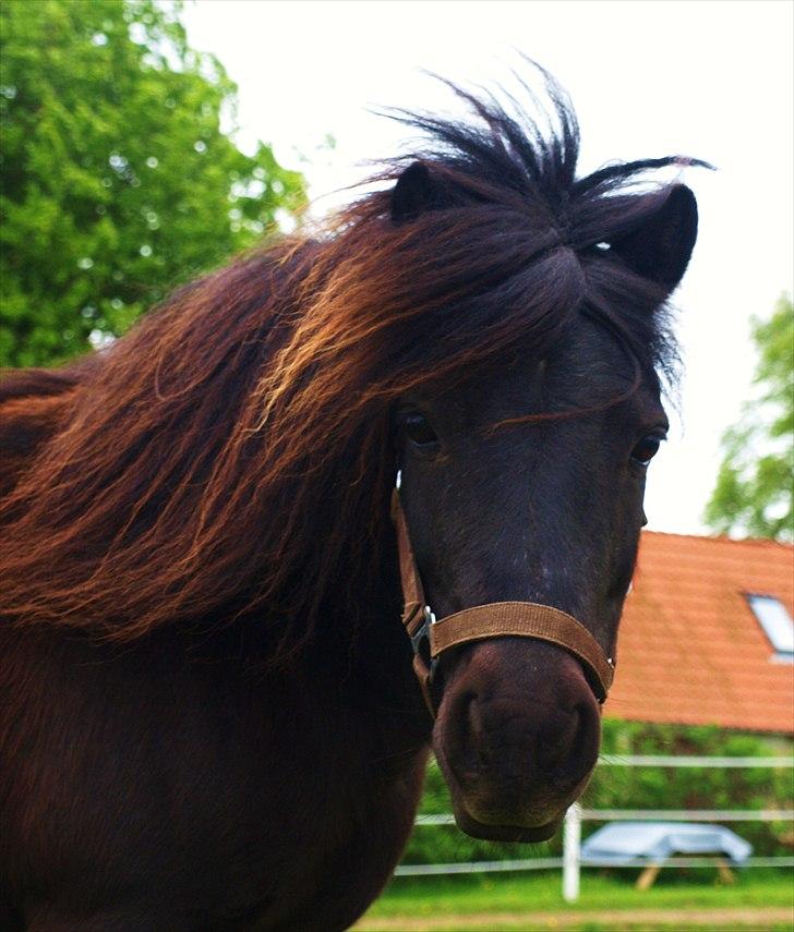 Shetlænder Fiji - Fiji <3 Sommer 2010  billede 1