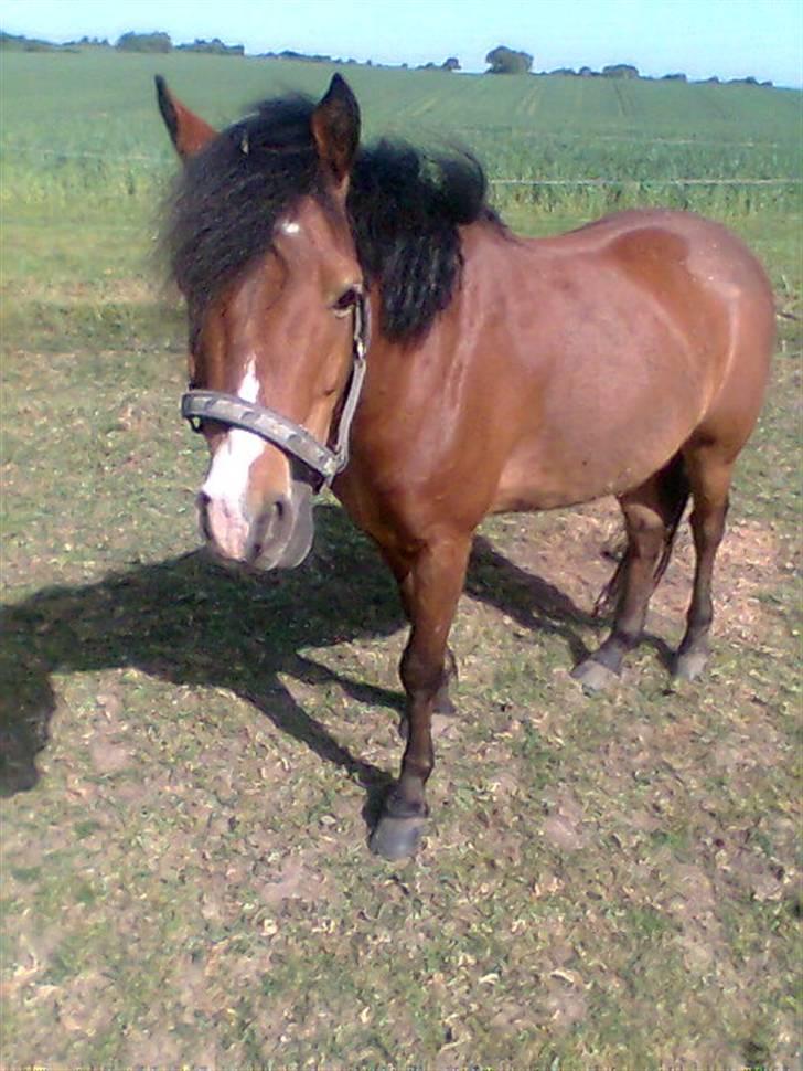 Anden særlig race Julianebjergs Fadango billede 10