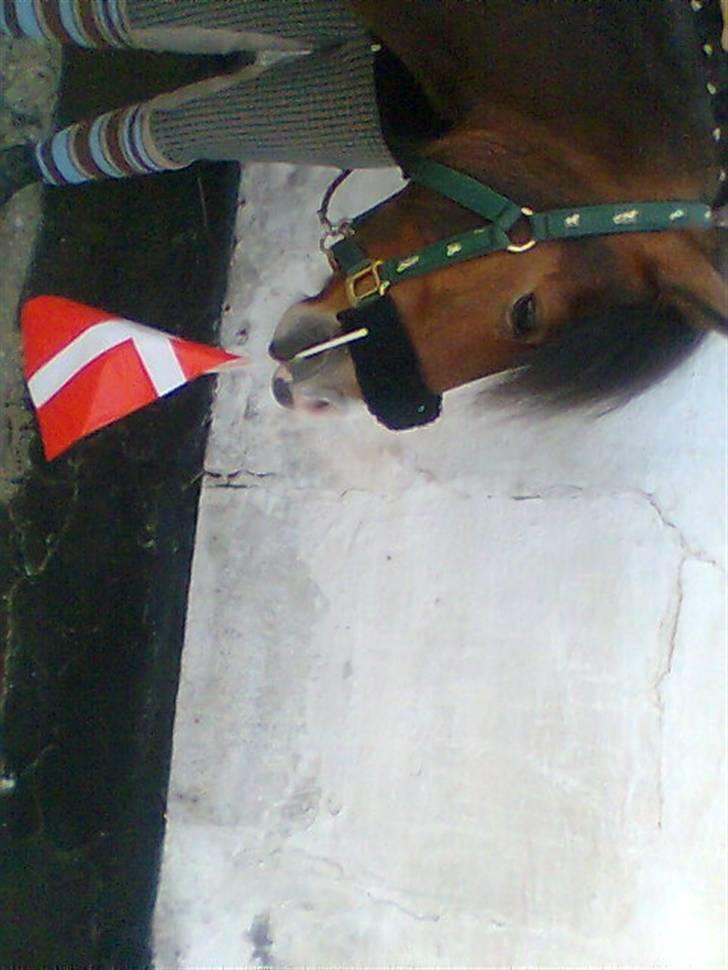 Anden særlig race Julianebjergs Fadango billede 11