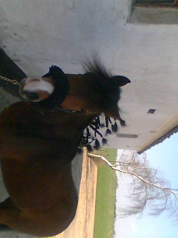 Anden særlig race Julianebjergs Fadango billede 12