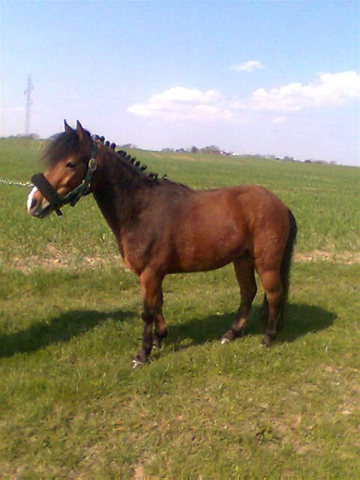 Anden særlig race Julianebjergs Fadango billede 13