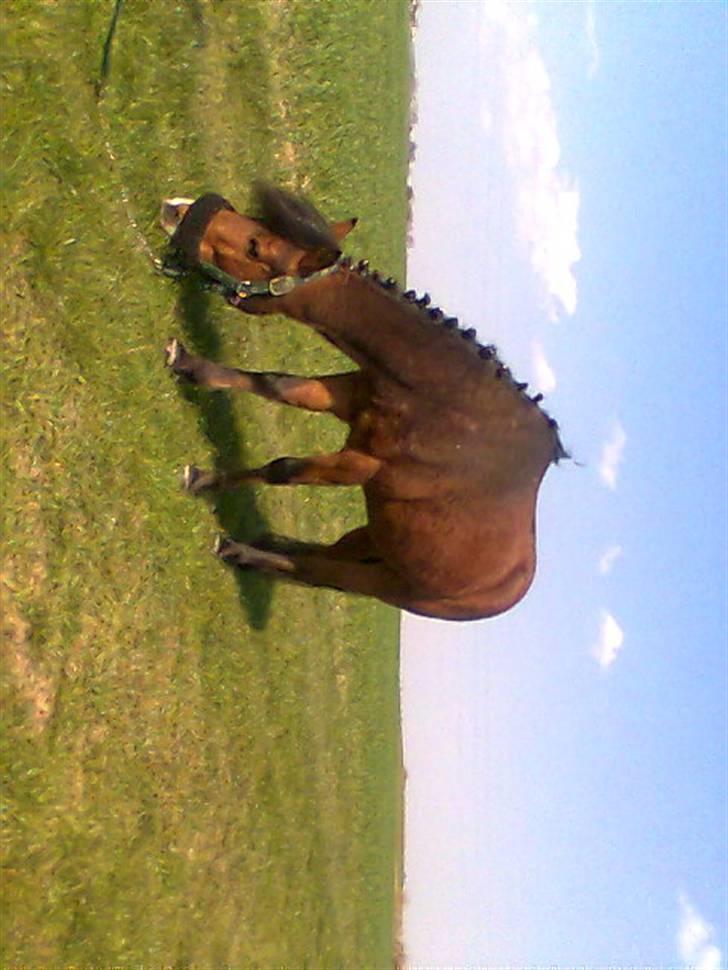 Anden særlig race Julianebjergs Fadango billede 14